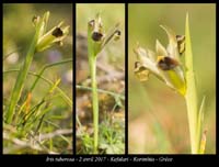 Iris-tuberosa4